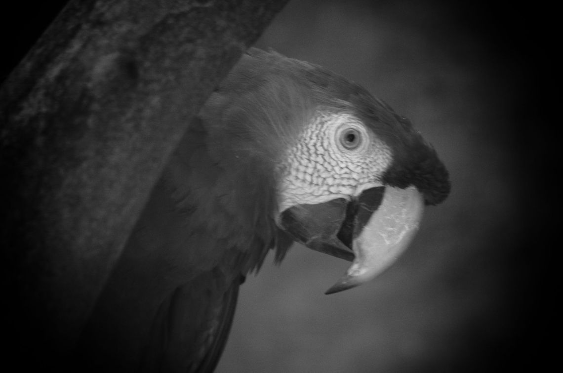 Scarlet Macaw (Ara macao) Terribly out of focus so I switched to B&amp;W. Ara macao,Birds,Brazil,Macaws,Parque Das Aves,Scarlet Macaw