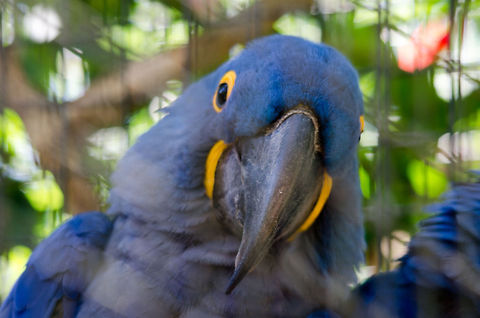 Hyacinth Macaw headshot One of our missions on our trip to Brazil was to find the Hyacinth Macaw, the largest macaw specie in the world. Here we found one in a bird park, luckily later on we also found a few in the wild. Anodorhynchus hyacinthinus,Brazil,Hyacinth Macaw,Macaws,Parque Das Aves