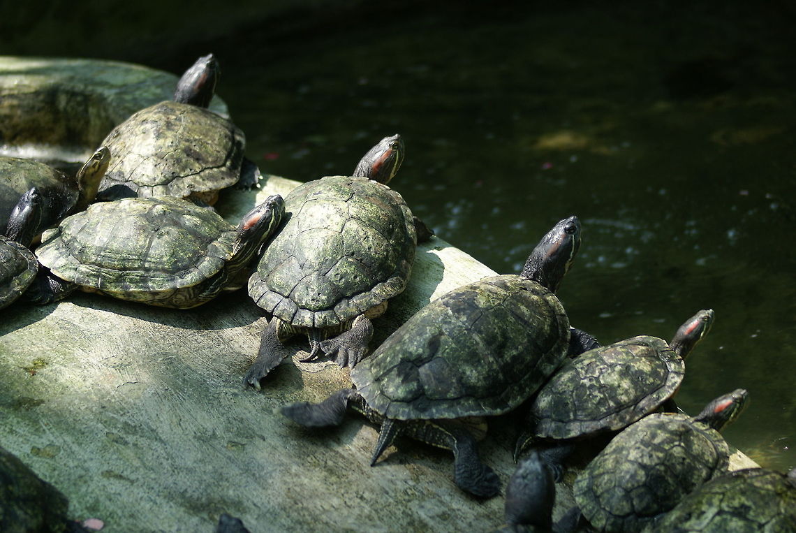 Turtle family Why do animals get to sun bath and preserve energy all day whilst I can&#039;t? Geotagged,Malaysia,Red-eared slider,Reptiles,Trachemys scripta elegans,Turtle
