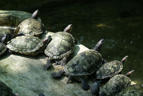 Turtle family Why do animals get to sun bath and preserve energy all day whilst I can't? Geotagged,Malaysia,Red-eared slider,Reptiles,Trachemys scripta elegans,Turtle