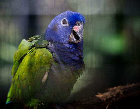 Blue-headed Parrot (Pionus menstruus) Noisy little fella captured in Parque Das Avas, a Brazilian aviary. Quit heavily processed due to the fence altering the color tone too much in the original. Birds,Blue-headed Parrot,Blue-headed Pionus,Brazil,Parque Das Aves,Pionus menstruus