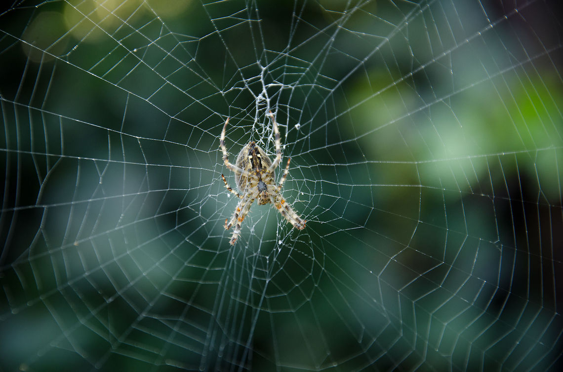 Spider in our garden It&#039;s been in our garden for months now. I typically leave spiders alone since they do no harm and I love observing them as they build their webs. I&#039;ve seen this one grow over time and finally captured it with a bit of manual focus experimenting. Zoom in to see more detail. Araneus Diadematus,Cross Orbweaver,Spider