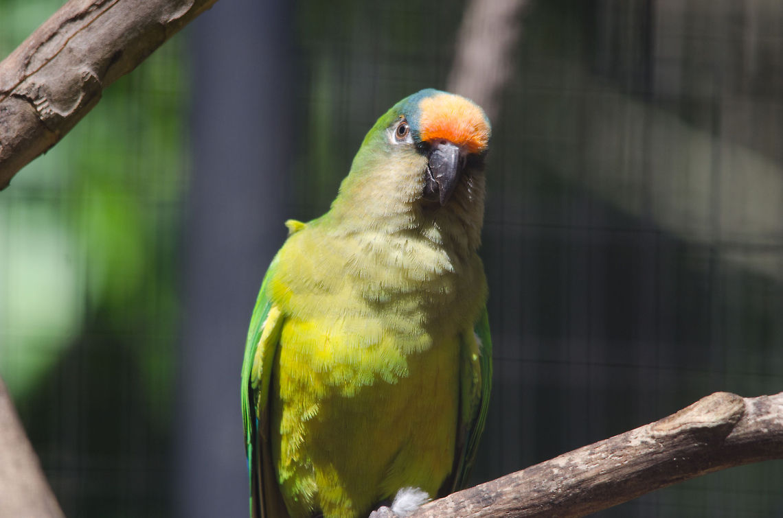Orange-fronted Parakeet (Aratinga canicularis) It took me a long time to identify this specie but I am pretty sure this is an orange-fronted Parakeet now. Saw this fella at Parque Das Aves, a Brazilian aviary. Brazil,Eupsittula aurea,Parakeets,Parque Das Aves,Peach-fronted Parakeet