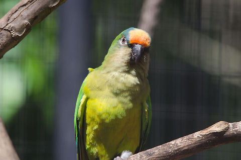Orange-fronted Parakeet (Aratinga canicularis) It took me a long time to identify this specie but I am pretty sure this is an orange-fronted Parakeet now. Saw this fella at Parque Das Aves, a Brazilian aviary. Brazil,Eupsittula aurea,Parakeets,Parque Das Aves,Peach-fronted Parakeet