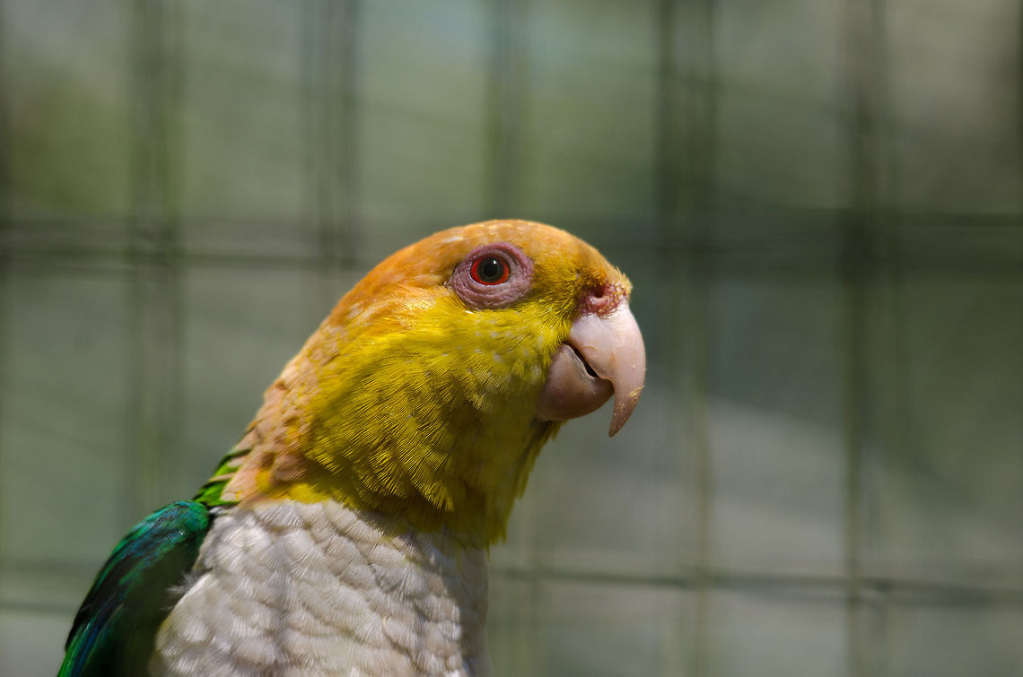 White-bellied Parrot (Pionites leucogaster) An Amazon bird often kept as a pet, this one captured in an aviary. What strikes me most is its name: it has fantastic colors on his feathers, back and head, yet is called &quot;white-bellied&quot;. Such as anticlimax. Birds,Brazil,Parque Das Aves,Parrots,Pionites leucogaster,White-bellied Parrot