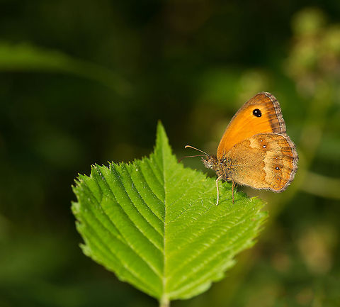Gatekeeper butterfly resting on leaf, Netherlands Males of this species are known for their aggressive mating behavior. When looking for a mate, they fly through low vegetation for days, humping and landing on anything that looks remotely female, including leafs. Females who decline the offer vibrate their wings rapidly. Europe,Gatekeeper,Geotagged,Heesch,Macro,Netherlands,Pyronia tithonus,The Netherlands