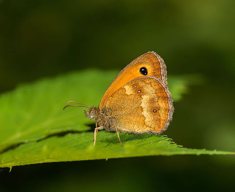 Closeup of Gatekeeper butterfly, the Netherlands  Europe,Gatekeeper,Heesch,Macro,Netherlands,Pyronia tithonus