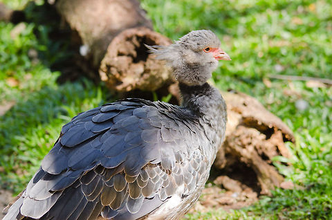 Southern Screamer (Chauna torquata) Known for its mating call to be heard from up to 2 miles away. Southern Screamers bond for life. This one was in an aviary but later during our trip we found an actual couple in the wild. Birds,Brazil,Chauna torquata,Parque Das Aves,Southern Screamer
