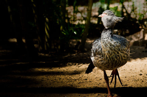 Southern Screamer walking Another capture of a Southern Screamer at Parque Das Aves, an aviary in Brazil. Brazil,Chauna torquata,Parque Das Aves,Southern Screamer