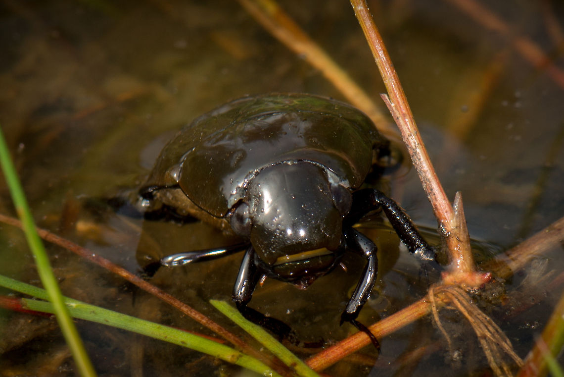 Great Silver Water Beetle in thick vegetation pond, Netherlands I like the surprised look on the face of this Great Silver Water Beetle. This concerns one of Europe&#039;s largest beetles. It may be called a &quot;scavenger&quot; beetle yet adults feed pretty much only on plants. If you look closely, you can see 2 small antennae sticking out from below its mouth. During swimming it will use those as a snorkel, to breath under water. <br />
<br />
This species is generally common, yet locally rare. It has a protected status, you&#039;re not allowed to capture or harm it. Should you just want to hold it, don&#039;t, as it has razor sharp spurs on its hind legs. Europe,Geotagged,Heesch,Hydrophilus piceus,Macro,Netherlands,The Netherlands