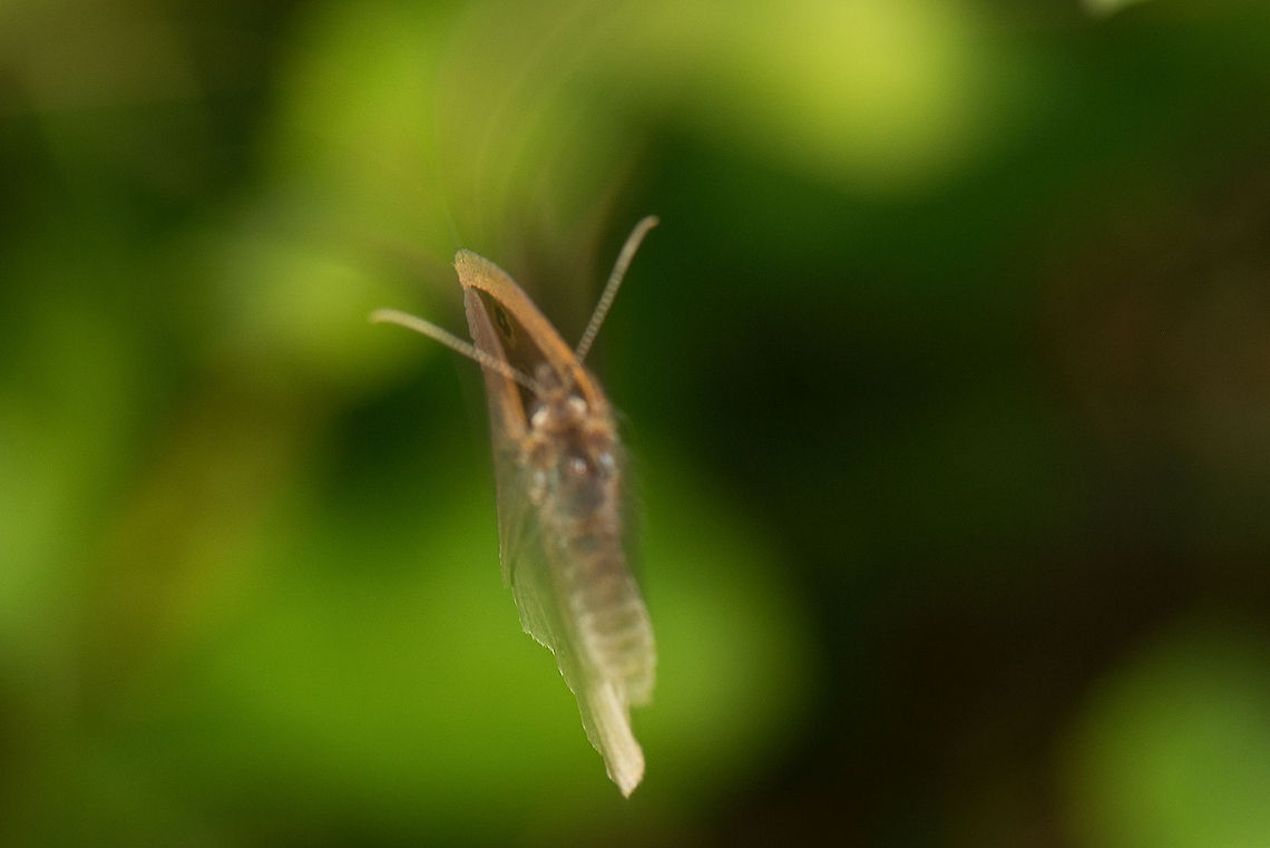 Gatekeeper ghost This is a photo horribly gone wrong, but I&#039;m sharing it anyway. This is a gate keeper butterfly that got scared away by pre-flash, after which during the actual flash the camera captured this, instead of the stationary butterfly I was intending to shoot. I&#039;m sharing it as a lesson to avoid flash on butterflies when you can. Another thought I had is that in this position, it looks more like a caterpillar than a butterfly :) Europe,Gatekeeper,Geotagged,Heesch,Macro,Netherlands,Pyronia tithonus,The Netherlands