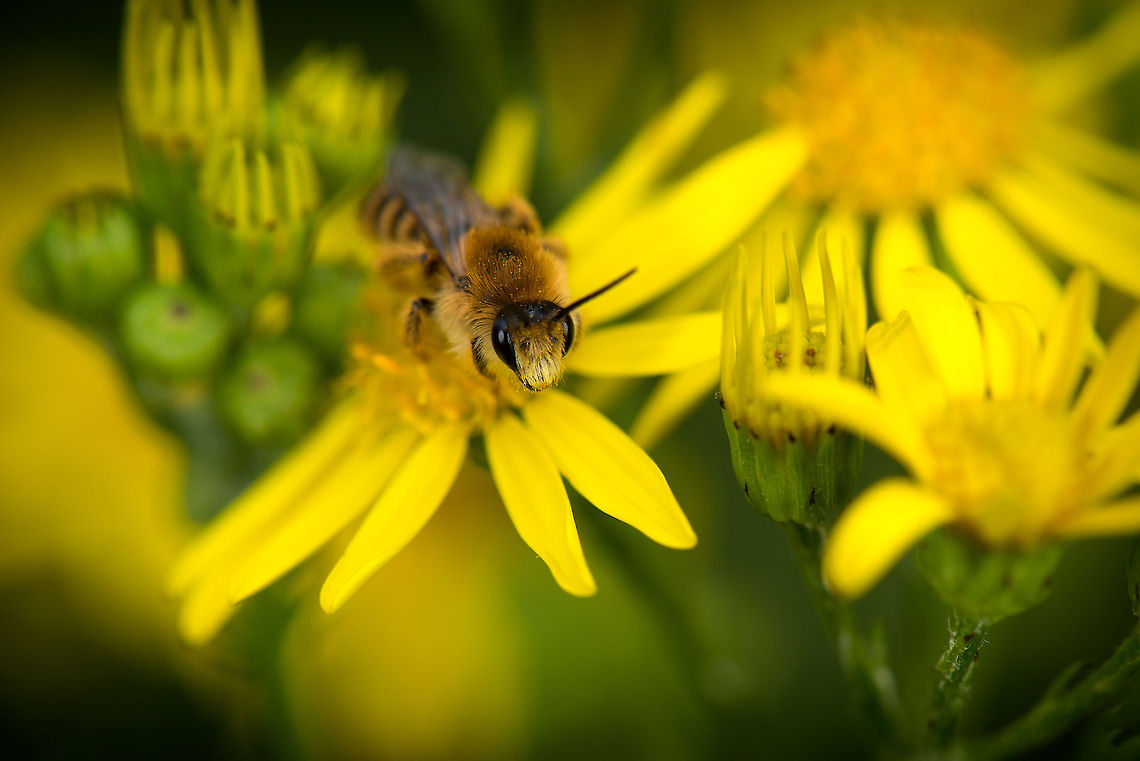I like yellow A very hairy bee covered in nectar protects his yellow investment. I have identified it based on appearance, location, the month in which I captured it, and a side view photo that I have, but am still not 100% positive. Feel free to correct the ID if needed. Europe,Geotagged,Heesch,Macro,Melitta nigricans,Netherlands,The Netherlands