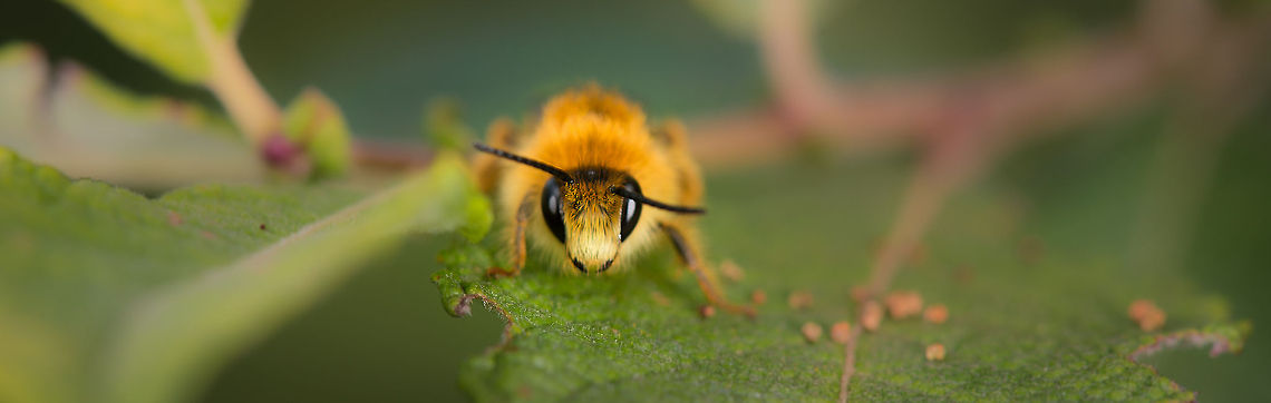 Melitta nigricans (presumed) wide screen  Europe,Geotagged,Heesch,Macro,Melitta nigricans,Netherlands,The Netherlands