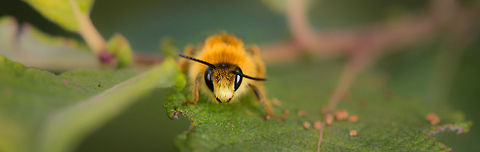 Melitta nigricans (presumed) wide screen  Europe,Geotagged,Heesch,Macro,Melitta nigricans,Netherlands,The Netherlands