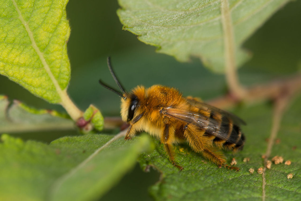 Melitta nigricans (presumed) side view body detail  Europe,Geotagged,Heesch,Macro,Melitta nigricans,Netherlands,The Netherlands