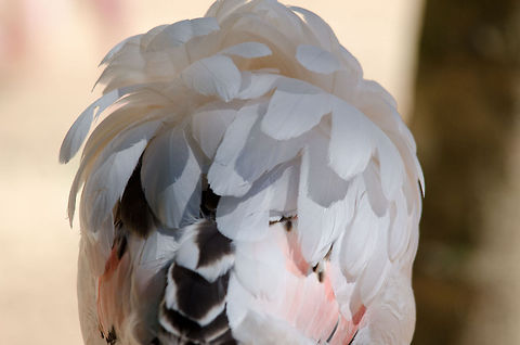 Flamingo back Flamingos are likeable photo subjects since they stand still a lot. Yet, with so many crisp headshots out there already, why not have a look at the back :) Brazil,Flamingo,Greater Flamingo,Parque Das Aves,Phoenicopterus roseus