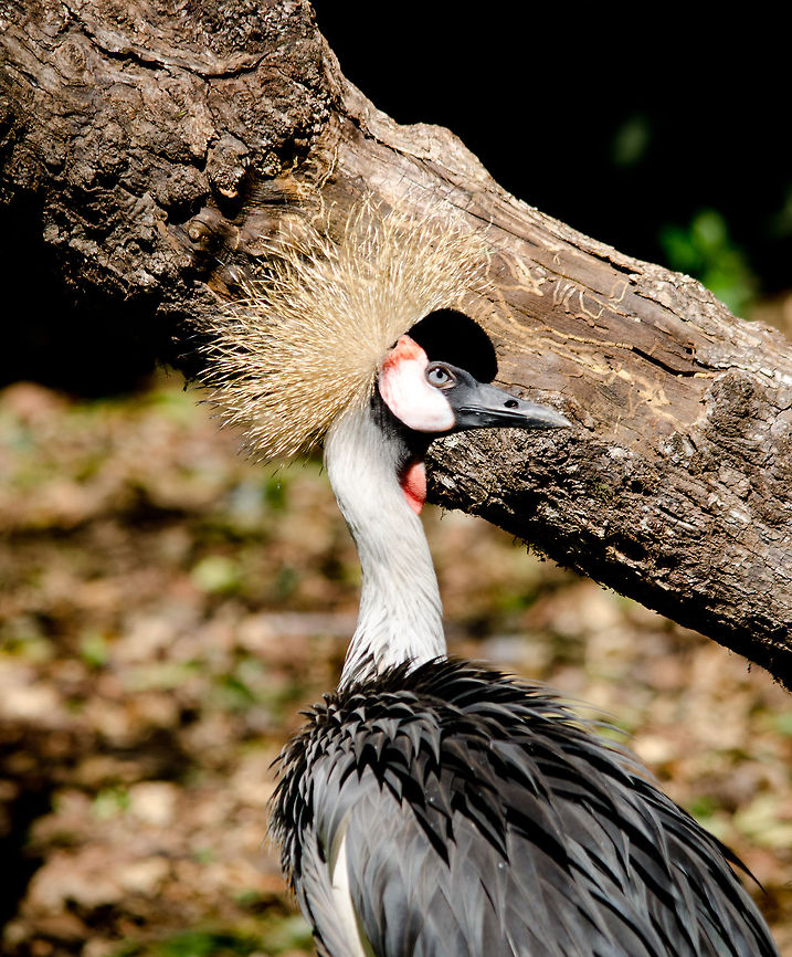 Grey Crowned Crane (Balearica regulorum) Native to parts of Africa, yet this one was captured in the Brazilian aviary &quot;Parque Das Aves&quot;. Balearica regulorum,Brazil,Grey Crowned Crane,Parque Das Aves