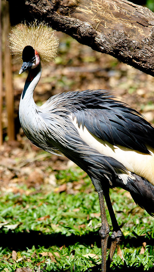 Grey Crowned Crane (Balearica regulorum) standing Captured in Parque Das Aves aviary, Brazil. Balearica regulorum,Birds,Brazil,Grey Crowned Crane,Parque Das Aves