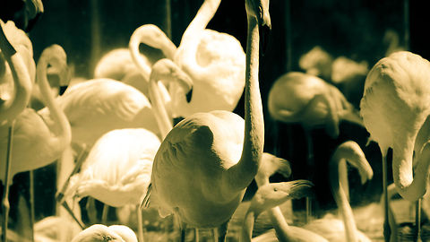 Flamingo crowd Group of Flamingos in front of a mirror at an aviary in Brazil. American Flamingo,Brazil,Flamingo,Greater Flamingo,Parque Das Aves,Phoenicopterus roseus,Phoenicopterus ruber