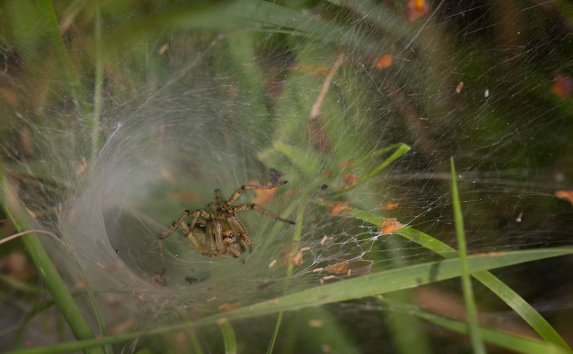 Agelena labyrinthica (presumed) awaiting prey, Netherlands A funnel web spider is awaiting outside its funnel for activity, be it food or mating. If they come out, they'll often don't go further than this. They are challenging to photograph since touching a thread of their enormous web immediately will send it back into the funnel. <br />
<br />
The Netherlands has 14 species of funnel web spiders, of which 3 are candidates for identification. From this angle it is hard to be absolutely sure about the identification. Agelena labyrinthica,Europe,Heesch,Macro,Netherlands