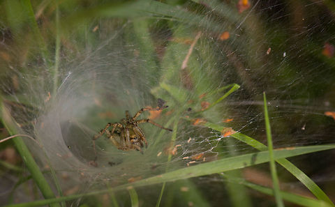 Agelena labyrinthica (presumed) awaiting prey, Netherlands A funnel web spider is awaiting outside its funnel for activity, be it food or mating. If they come out, they'll often don't go further than this. They are challenging to photograph since touching a thread of their enormous web immediately will send it back into the funnel. 

The Netherlands has 14 species of funnel web spiders, of which 3 are candidates for identification. From this angle it is hard to be absolutely sure about the identification. Agelena labyrinthica,Europe,Heesch,Macro,Netherlands