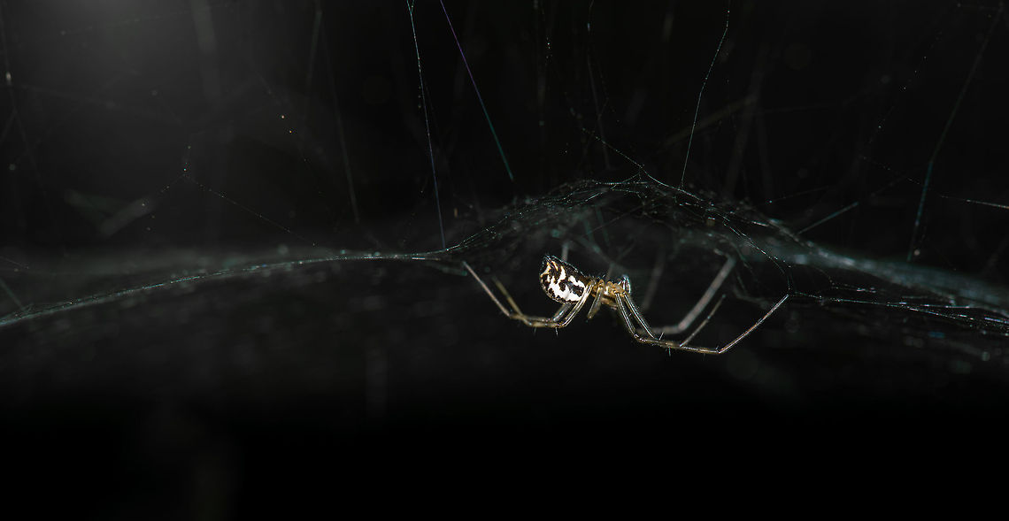 Frontinellina frutetorum, the flying spider Reference for identification: <a href="http://ednieuw.home.xs4all.nl/Spiders/Linyphiidae/Linyphiidae.htm" rel="nofollow">http://ednieuw.home.xs4all.nl/Spiders/Linyphiidae/Linyphiidae.htm</a><br />
<br />
This species is a so-called "sheetweb weaver". It builds horizontal webs held in place with the support of a few vertical lines. Insects flying into the vertical lines fall onto the horizontal web, after which the hanging spider bites them through the web. <br />
<br />
Sheetweb weavers are amazing in other ways as well. They can fly. They position their body in a specific angle and release silk. They keep releasing enough silk until the force of the wind hitting the silk beats the gravity of the weight of the total package. They can cover enormous altitudes (up to 10km high, as reported by airline pilots), as well as enormous distances. This is why they are found in nearly every habitat in the world, even in the arctic. <br />
<br />
Due to their phenomenal distribution skills, they are often to first living thing to return to spots where life was wiped clean in caste of disasters.<br />
<br />
Contrary to the look of the photo, it is taken during daytime. I only changed the exposure to place emphasis on the structure of the web. Europe,Frontinellina frutetorum,Geotagged,Heesch,Macro,Netherlands,The Netherlands