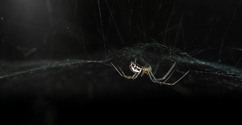 Frontinellina frutetorum