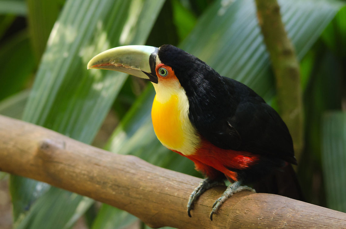 Curious Red-breasted Toucan The Toucans in Parque Das Aves can be visited within their cages and are very approachable and used to humans. Birds,Brazil,Parque Das Aves,Ramphastos dicolorus,Red-breasted Toucan,Toucan