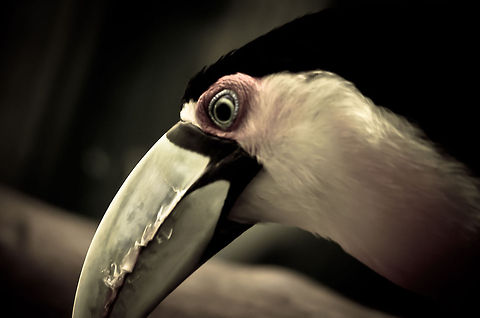 Red-breasted Toucan closeup An aged-photo look of a Red-Brested Toucan. Birds,Brazil,Parque Das Aves,Red-breasted Toucan,Toucan