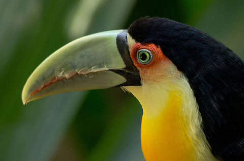 Red-breasted Toucan headshot Sideview of a Red-brested Toucan. Without the red breast inside the composition, the yellow starts to dominate the scene. Birds,Brazil,Parque Das Aves,Ramphastos dicolorus,Red-breasted Toucan,Toucan