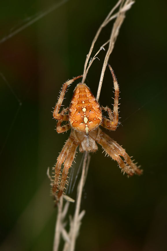 Very large European Garden Spider, South of Netherlands This is a very common spider in the Netherlands. When walking through any bushes or fields, you'll likely walk into a few dozen of these webs. This one, however, is by far the largest European Garden Spider that I have ever spotted. Wikipedia mentions they grow up to about 2cm, but I remember this one being significantly larger. <br />
<br />
Note that this particular photo carries a ton of detail (4912 x 7360). To appreciate this detail, open it fullscreen, click "load original" from the menu bar, and after loading zoom in a few levels using your mouse wheel.<br />
<br />
Closeup shot:<br />
<figure class="photo"><a href="https://www.jungledragon.com/image/21783/extreme_closeup_of_european_garden_spider.html" title="Extreme closeup of European Garden Spider"><img src="https://s3.amazonaws.com/media.jungledragon.com/images/2/21783_thumb.jpg?AWSAccessKeyId=05GMT0V3GWVNE7GGM1R2&Expires=1770854410&Signature=bK2JuGrmUh0BMkAMjoUN6iRBNzY%3D" width="82" height="152" alt="Extreme closeup of European Garden Spider A cropped macro of the abdomen of a female European Garden Spider, this one being unusually large. In dutch it is called a "cross spider" referring to the pattern on the abdomen. The translation of the latin word "Araneus" is crown. Contrary to most other spiders, this one is not shy. It often sits in the middle of its web, head down, in normal day light.<br />
<br />
Full body:<br />
http://www.jungledragon.com/image/21779/very_large_european_garden_spider_south_of_netherlands.html Araneus diadematus,Europe,European garden spider,Heesch,Macro,Netherlands" /></a></figure> Araneus diadematus,European garden spider