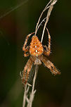 Very large European Garden Spider, South of Netherlands This is a very common spider in the Netherlands. When walking through any bushes or fields, you'll likely walk into a few dozen of these webs. This one, however, is by far the largest European Garden Spider that I have ever spotted. Wikipedia mentions they grow up to about 2cm, but I remember this one being significantly larger. <br />
<br />
Note that this particular photo carries a ton of detail (4912 x 7360). To appreciate this detail, open it fullscreen, click "load original" from the menu bar, and after loading zoom in a few levels using your mouse wheel.<br />
<br />
Closeup shot:<br />
http://www.jungledragon.com/image/21783/extreme_closeup_of_european_garden_spider.html Araneus diadematus,European garden spider