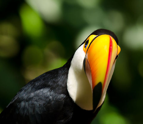 Toco Toucan (Ramphastos toco) Front view head closeup of the classic Toucan, the Toco Toucan. Birds,Brazil,Parque Das Aves,Ramphastos toco,Toco Toucan,Toucan