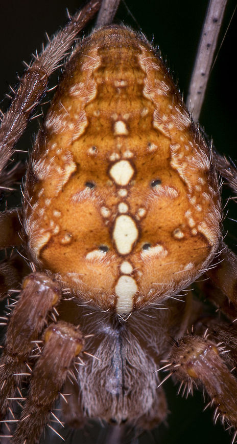 Extreme closeup of European Garden Spider A cropped macro of the abdomen of a female European Garden Spider, this one being unusually large. In dutch it is called a "cross spider" referring to the pattern on the abdomen. The translation of the latin word "Araneus" is crown. Contrary to most other spiders, this one is not shy. It often sits in the middle of its web, head down, in normal day light.<br />
<br />
Full body:<br />
<figure class="photo"><a href="https://www.jungledragon.com/image/21779/very_large_european_garden_spider_south_of_netherlands.html" title="Very large European Garden Spider, South of Netherlands"><img src="https://s3.amazonaws.com/media.jungledragon.com/images/2/21779_thumb.JPG?AWSAccessKeyId=05GMT0V3GWVNE7GGM1R2&Expires=1763596810&Signature=e0Ed9F8E2Rx3pAgHqNuOlacgQ94%3D" width="102" height="152" alt="Very large European Garden Spider, South of Netherlands This is a very common spider in the Netherlands. When walking through any bushes or fields, you'll likely walk into a few dozen of these webs. This one, however, is by far the largest European Garden Spider that I have ever spotted. Wikipedia mentions they grow up to about 2cm, but I remember this one being significantly larger. <br />
<br />
Note that this particular photo carries a ton of detail (4912 x 7360). To appreciate this detail, open it fullscreen, click "load original" from the menu bar, and after loading zoom in a few levels using your mouse wheel.<br />
<br />
Closeup shot:<br />
http://www.jungledragon.com/image/21783/extreme_closeup_of_european_garden_spider.html Araneus diadematus,European garden spider" /></a></figure> Araneus diadematus,Europe,European garden spider,Heesch,Macro,Netherlands