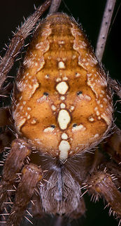 Extreme closeup of European Garden Spider A cropped macro of the abdomen of a female European Garden Spider, this one being unusually large. In dutch it is called a "cross spider" referring to the pattern on the abdomen. The translation of the latin word "Araneus" is crown. Contrary to most other spiders, this one is not shy. It often sits in the middle of its web, head down, in normal day light.

Full body:
http://www.jungledragon.com/image/21779/very_large_european_garden_spider_south_of_netherlands.html Araneus diadematus,Europe,European garden spider,Heesch,Macro,Netherlands