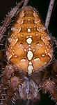 Extreme closeup of European Garden Spider A cropped macro of the abdomen of a female European Garden Spider, this one being unusually large. In dutch it is called a "cross spider" referring to the pattern on the abdomen. The translation of the latin word "Araneus" is crown. Contrary to most other spiders, this one is not shy. It often sits in the middle of its web, head down, in normal day light.<br />
<br />
Full body:<br />
http://www.jungledragon.com/image/21779/very_large_european_garden_spider_south_of_netherlands.html Araneus diadematus,Europe,European garden spider,Heesch,Macro,Netherlands