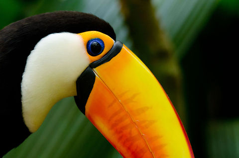 Toco Toucan beak closeup Closeup of a very approachable Toco Toucan in Parque Das Aves. Birds,Brazil,Parque Das Aves,Ramphastos toco,Toco Toucan,Toucan