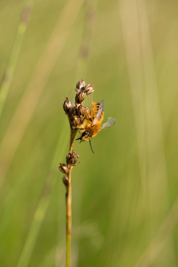 Melitta nigricans (presumed)  in tall grass field, Netherlands  Europe,Heesch,Macro,Melitta nigricans,Netherlands