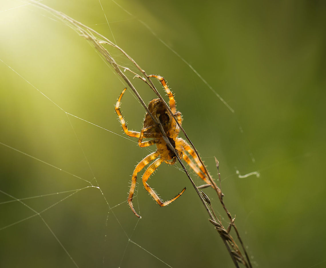 Large European Garden Spider, Netherlands This is the same spider as this one;<br />
<br />
<figure class="photo"><a href="https://www.jungledragon.com/image/21779/very_large_european_garden_spider_south_of_netherlands.html" title="Very large European Garden Spider, South of Netherlands"><img src="https://s3.amazonaws.com/media.jungledragon.com/images/2/21779_thumb.JPG?AWSAccessKeyId=05GMT0V3GWVNE7GGM1R2&Expires=1759968010&Signature=hDXqSPtyyv1WYYrXpSACHGkaut8%3D" width="102" height="152" alt="Very large European Garden Spider, South of Netherlands This is a very common spider in the Netherlands. When walking through any bushes or fields, you&#039;ll likely walk into a few dozen of these webs. This one, however, is by far the largest European Garden Spider that I have ever spotted. Wikipedia mentions they grow up to about 2cm, but I remember this one being significantly larger. <br />
<br />
Note that this particular photo carries a ton of detail (4912 x 7360). To appreciate this detail, open it fullscreen, click &quot;load original&quot; from the menu bar, and after loading zoom in a few levels using your mouse wheel.<br />
<br />
Closeup shot:<br />
http://www.jungledragon.com/image/21783/extreme_closeup_of_european_garden_spider.html Araneus diadematus,European garden spider" /></a></figure><br />
<br />
...due to the opposing angle, the backlight gives a translucent effect on the spider&#039;s legs. Araneus diadematus,Europe,European garden spider,Heesch,Macro,Netherlands