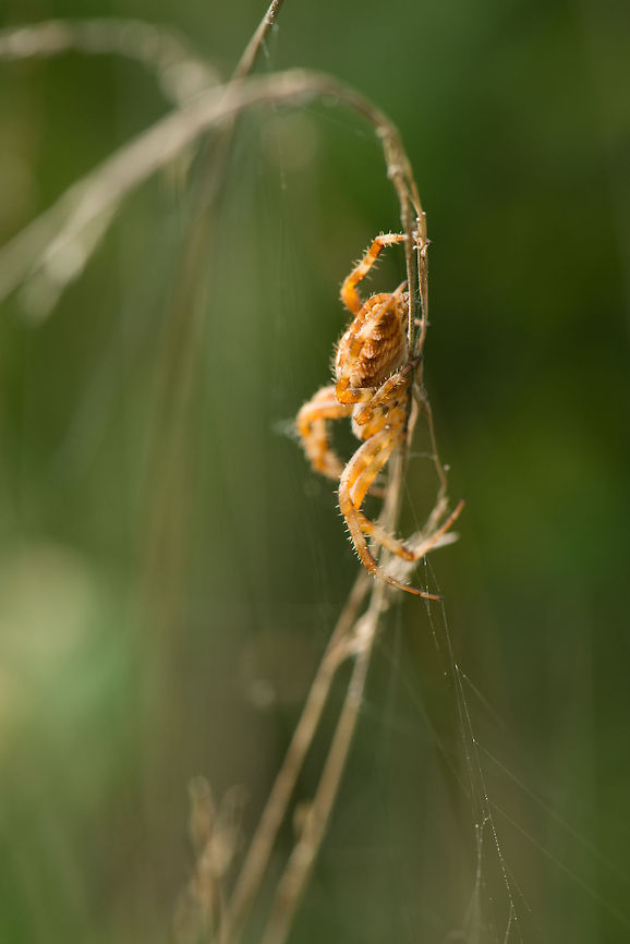 Large European Garden Spider - side view, Netherlands Tip: if you accidentally break an orb weaver's web, let the broken web be, and don't clean it up. The spider will eat its own silk in absence of prey. Araneus diadematus,Europe,European garden spider,Heesch,Macro,Netherlands