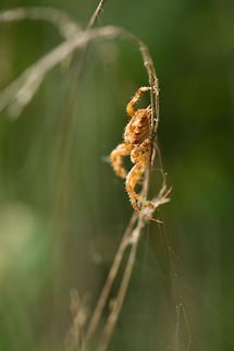 Large European Garden Spider - side view, Netherlands Tip: if you accidentally break an orb weaver's web, let the broken web be, and don't clean it up. The spider will eat its own silk in absence of prey. Araneus diadematus,Europe,European garden spider,Heesch,Macro,Netherlands