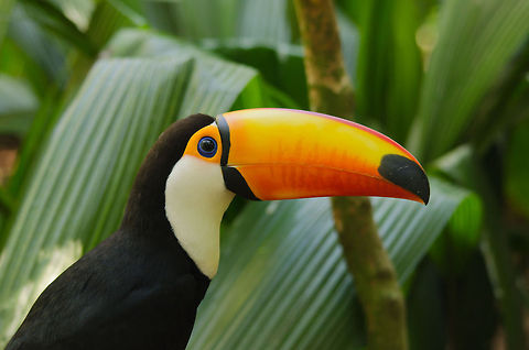Toco Toucan sideview Can never get enough of Toucans with their colorful beaks. Their beaks are about half the size of their total body length. Birds,Brazil,Parque Das Aves,Ramphastos toco,Toco Toucan,Toucan