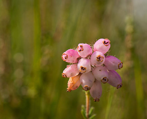 Cross-leaved Heath, closeup of flower Photographed at a small forest nearby my home in the Netherlands. Cross-leaved Heath,Erica tetralix,Europe,Heesch,Macro,Netherlands