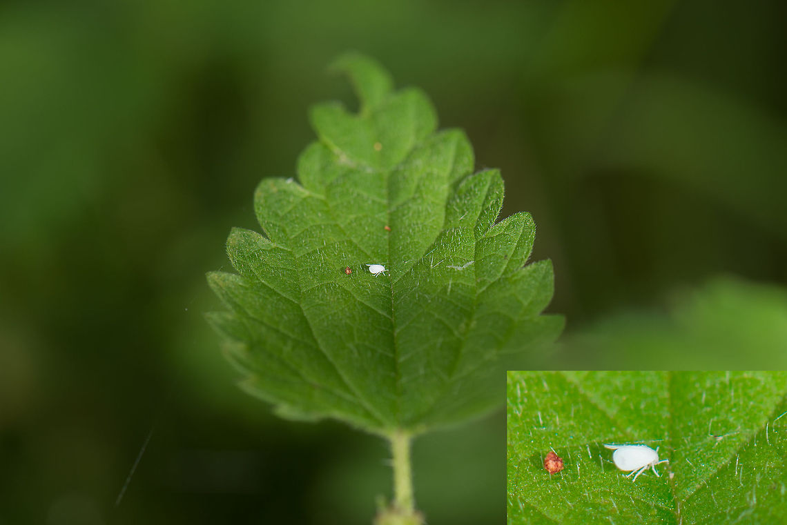 Tiny unknown white insect on leaf, Netherlands Despite a macro lens, this little insect still is tiny (1-2mm) in size. I have no idea what it is. Europe,Greenhouse whitefly,Heesch,Macro,Netherlands,Trialeurodes vaporariorum