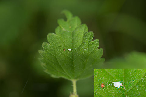 Tiny unknown white insect on leaf, Netherlands Despite a macro lens, this little insect still is tiny (1-2mm) in size. I have no idea what it is. Europe,Greenhouse whitefly,Heesch,Macro,Netherlands,Trialeurodes vaporariorum