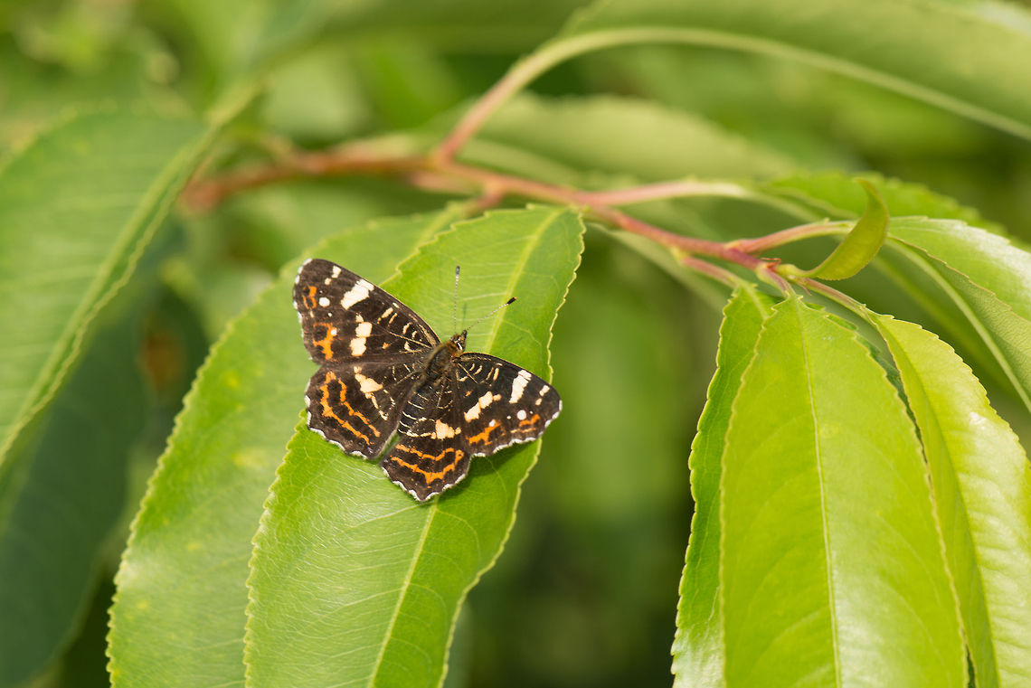 Map (butterfly), Netherlands This butterfly is named after the network of lines on the bottom of its wings. Another notable feature is that it has 2 distinct looks: a spring look, and a summer look. During spring, It is largely black and orange, whilst in the summer (illustrated here), there's less orange and more yellow and whites. These looks are so different that originally both looks were described as separate species. Araschnia levana,Europe,Heesch,Macro,Map,Netherlands