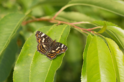 Map (butterfly), Netherlands This butterfly is named after the network of lines on the bottom of its wings. Another notable feature is that it has 2 distinct looks: a spring look, and a summer look. During spring, It is largely black and orange, whilst in the summer (illustrated here), there's less orange and more yellow and whites. These looks are so different that originally both looks were described as separate species. Araschnia levana,Europe,Heesch,Macro,Map,Netherlands