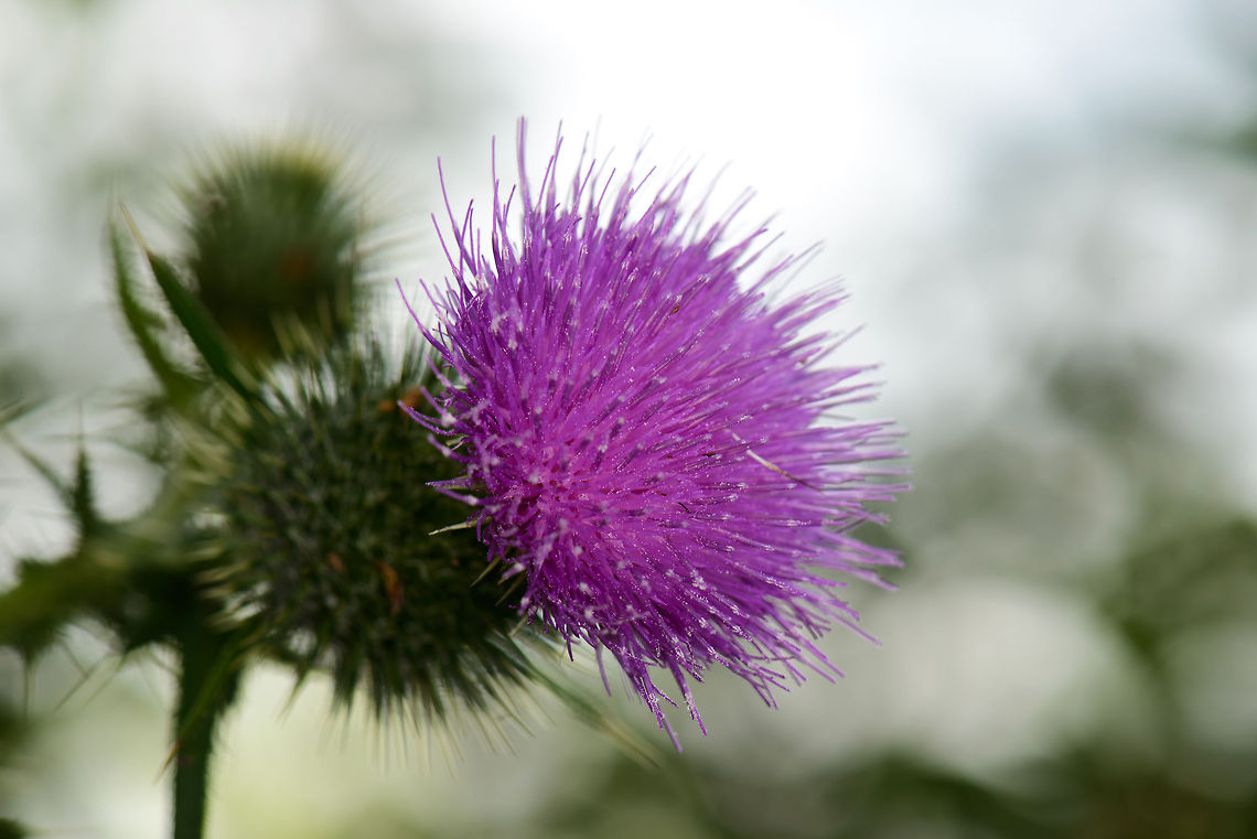 Spear Thistle flower closeup, Netherlands  Cirsium vulgare,Europe,Heesch,Macro,Netherlands,Spear Thistle