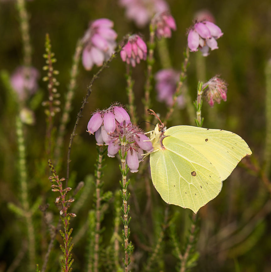 Common Brimstone on Inundated Cross-leaved Heath flower, Netherlands According to Wikipedia, this is not the &quot;home&quot; flower of this butterfly. This likely is a female, as they are paler than males. This butterfly is known as one with the longest life span, surviving up to over a year, at least in the Netherlands. Common Brimstone,Europe,Gonepteryx rhamni,Heesch,Macro,Netherlands
