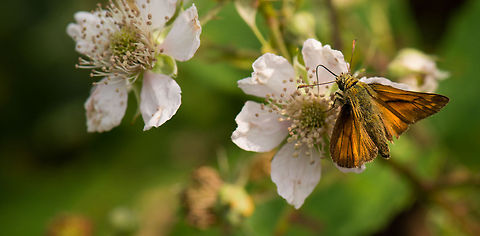 Large Skipper feeding on white/pink plant, Netherlands This large skipper is sometimes confused with "Thymelicus lineola", where the only visible difference is in the color of the tips of its antennae.  Europe,Heesch,Large Skipper,Macro,Netherlands,Ochlodes sylvanus